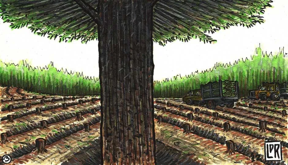 Image for The Lone Pine