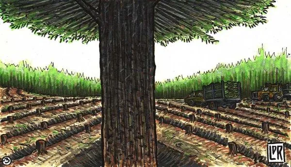 Image for The Lone Pine