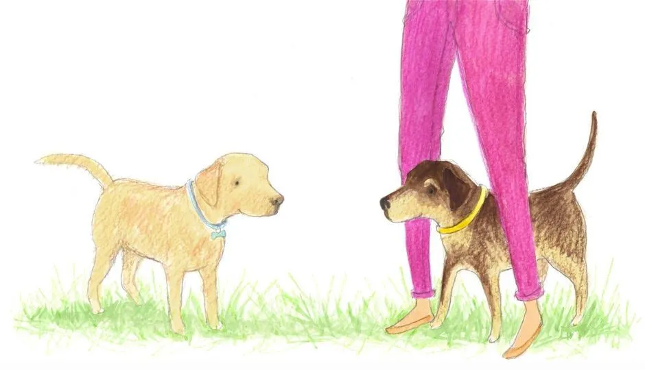 Image for Puppy’s Multiple Homes